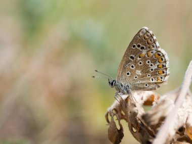 Adonis mavi (Polyommatus bellargus) kelebek aile içinde bir bitki üzerinde oturan Lycaenidae