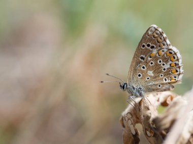Adonis mavi (Polyommatus bellargus) kelebek aile içinde bir bitki üzerinde oturan Lycaenidae