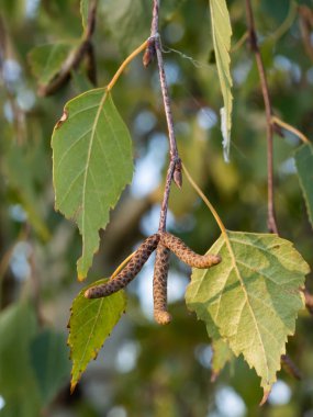 Detayını yapraklar ve çiçeği, Betula pendula ağacının (gümüş huş ağacı, siğilli huş ağacı, Avrupa beyaz huş ağacı) 