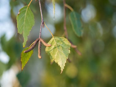Detayını yapraklar ve çiçeği, Betula pendula ağacının (gümüş huş ağacı, siğilli huş ağacı, Avrupa beyaz huş ağacı) 
