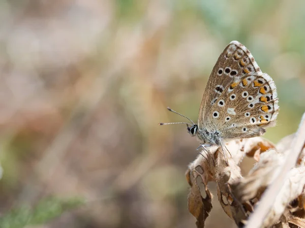 Adonis Mavi Polyommatus Bellargus Kelebek Aile Içinde Bir Bitki Üzerinde — Stok fotoğraf