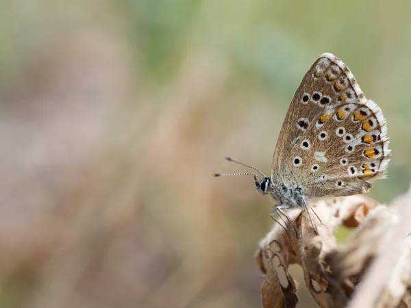 Borboleta Azul Adonis Polyommatus Bellargus Família Lycaenidae Sentada Uma Planta — Fotografia de Stock