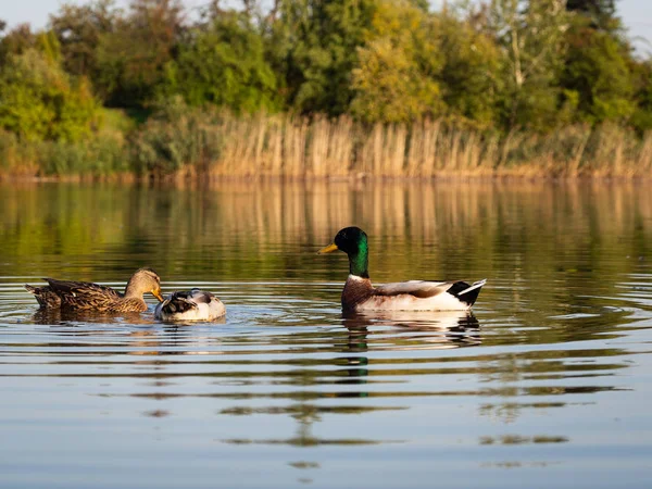 Mallard Patos Salvajes Nadando Estanque Noche Luz Del Sol Otoño — Foto de Stock