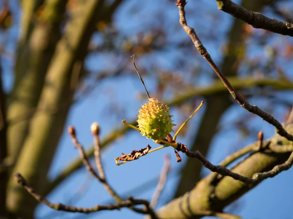 Detail Eines Baumes Mit Kastanien Die Der Herbstsonne Wachsen — Stockfoto