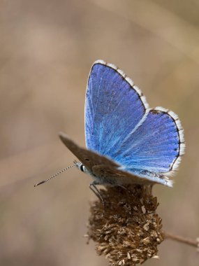 Adonis mavi (Polyommatus bellargus) kelebek aile içinde bir bitki üzerinde oturan Lycaenidae