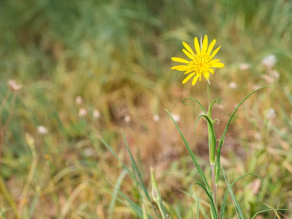 Beautiful Yellow Blossom Tragopogon Pratensis Jack Bed Noon Meadow Salsify — Stock Photo, Image