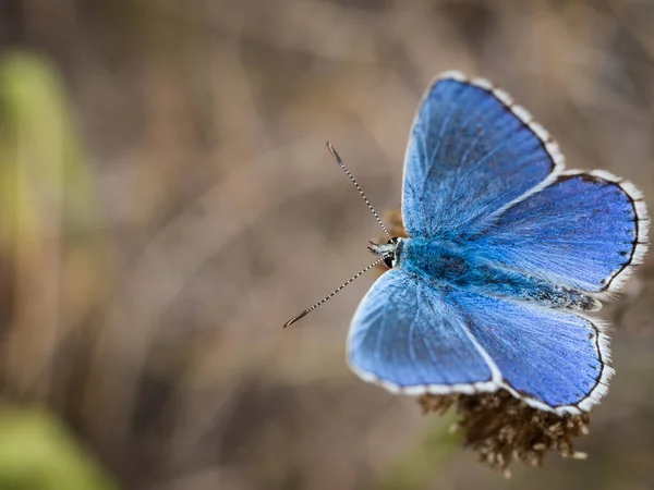 家族でアドニス ブルー Polyommatus Bellargus 蝶シジミチョウ科植物の上に座って — ストック写真