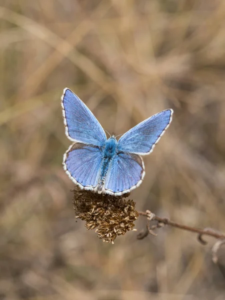 Adonis Mavi Polyommatus Bellargus Kelebek Aile Içinde Bir Bitki Üzerinde — Stok fotoğraf