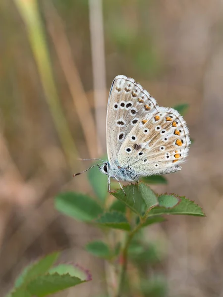 Πεταλούδα Άδωνις Μπλε Polyommatus Bellargus Στην Οικογένεια Lycaenidae Που Κάθεται — Φωτογραφία Αρχείου