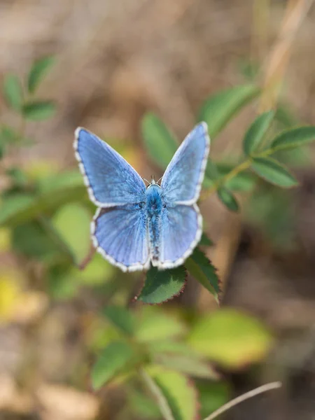 Голубая Бабочка Polyommatus Bellargus Семейства Lycaenidae Сидящая Растении — стоковое фото