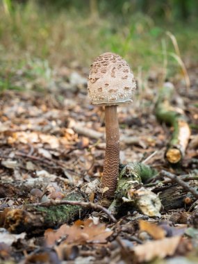 Genç şemsiye mantar (Macrolepiota procera veya Lepiota procera) ormanda büyüyen.