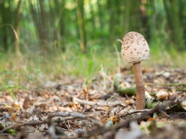 Genç şemsiye mantar (Macrolepiota procera veya Lepiota procera) ormanda büyüyen.