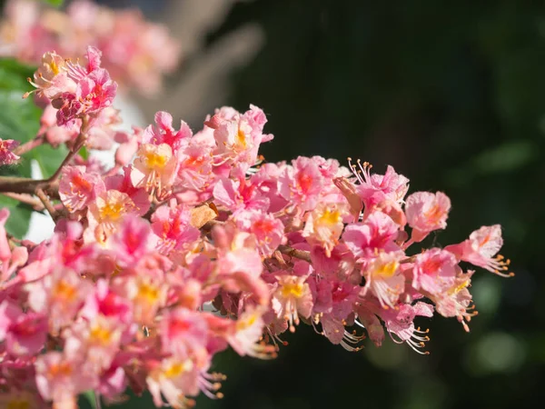 Beautiful Detail Pink Blossom Horse Chestnut Tree Sunny Day — Stock Photo, Image