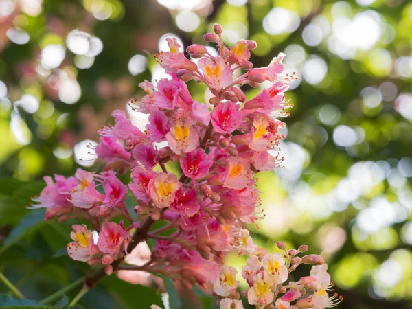Beautiful Detail Pink Blossom Horse Chestnut Tree Sunny Day — Stock Photo, Image