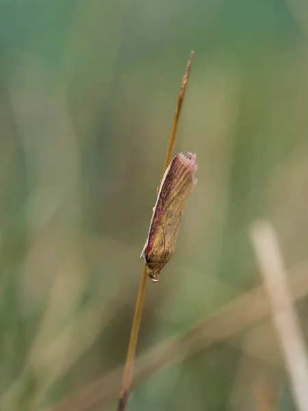 Oncocera Semirubella 草の上に座っている家族のメイガ科の小さな蛾です それはヨーロッパで発見します — ストック写真