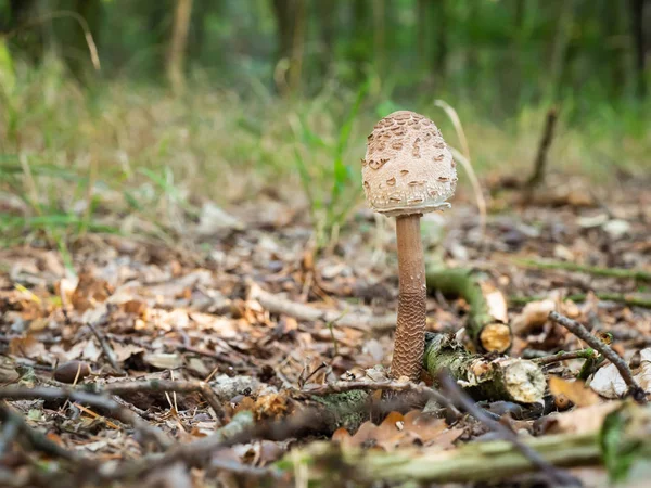 生长在木材中的年轻冬虫马 大型香菇或 Llapota Procera — 图库照片