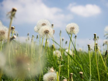 Kabarık beyaz karahindiba çiçeklerle bir yeşil çayır ve mavi gökyüzü beyaz bulutlar bir yaz gününde