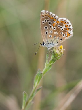Oturma ve çiçek açan bir bitki üzerinde bir yaz günü dinlenme güzel Adonis mavi kelebek (Polyommatus bellargus) erkek