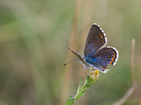 Bela Borboleta Azul Adonis Polyommatus Bellargus Fêmea Sentada Descansando Uma — Fotografia de Stock