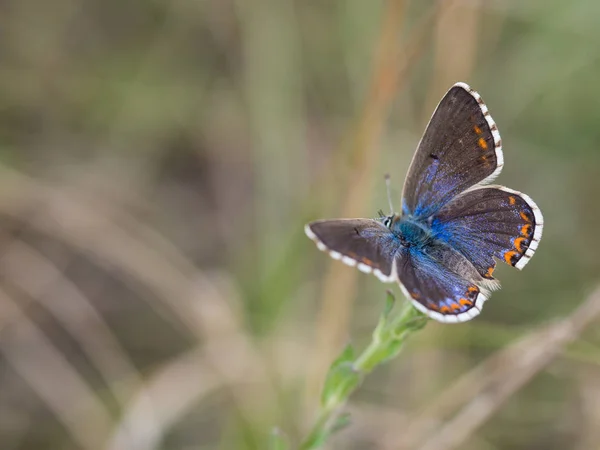 Belle Adonis Papillon Bleu Polyommatus Bellargus Femelle Assise Reposant Sur — Photo