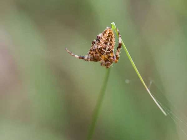 Close up of European garden spider ( Araneus diadematus ) sitting on his web, on a blade of grass