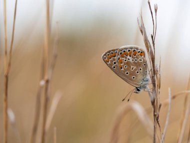 Güzel ortak mavi kelebek (Polyommatus icarus) kadın oturma ve çim kuru bir bıçak üzerinde dinlenme