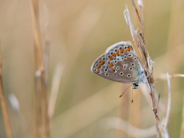 Güzel ortak mavi kelebek (Polyommatus icarus) kadın oturma ve çim kuru bir bıçak üzerinde dinlenme