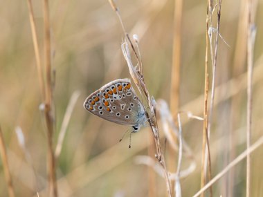 Güzel ortak mavi kelebek (Polyommatus icarus) kadın oturma ve çim kuru bir bıçak üzerinde dinlenme