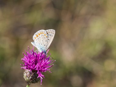 Güzel ortak mavi kelebek (Polyommatus icarus) erkek oturma ve pembe çiçek üzerinde dinlenme