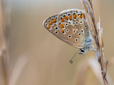 Güzel ortak mavi kelebek (Polyommatus icarus) kadın oturma ve çim kuru bir bıçak üzerinde dinlenme