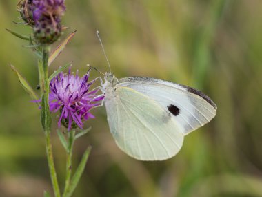 Büyük beyaz kelebek (Pieris brassicae veya lahana kelebek) üzerinde pembe çiçek açan thistle dinlenme