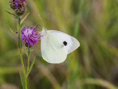Büyük beyaz kelebek (Pieris brassicae veya lahana kelebek) üzerinde pembe çiçek açan thistle dinlenme