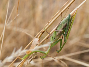 Avrupa mantis (Mantis bileğinde) veya peygamber devesi üzerinde kuru ot copulating çiftinin yakın çekim