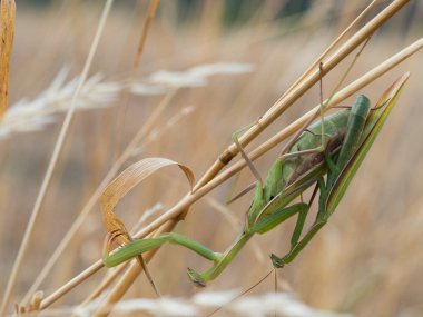 Avrupa mantis (Mantis bileğinde) veya peygamber devesi üzerinde kuru ot copulating çiftinin yakın çekim