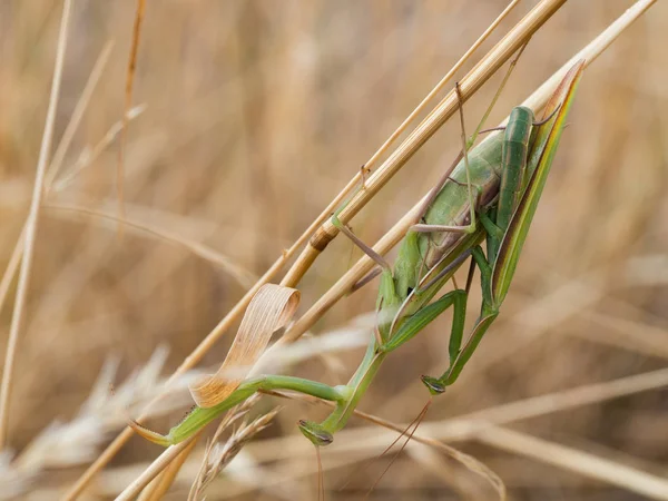 Avrupa mantis (Mantis bileğinde) veya peygamber devesi üzerinde kuru ot copulating çiftinin yakın çekim