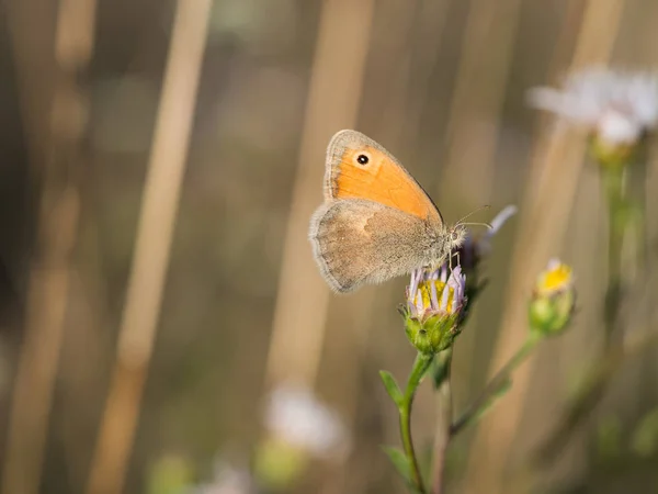 Beautiful Small Heath Coenonympha Pamphilus Butterfly Sitting Blooming Flower Summer — Stock Photo, Image