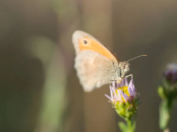 Beautiful Small Heath Coenonympha Pamphilus Butterfly Sitting Blooming Flower Summer — Stock Photo, Image