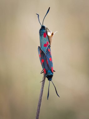 Çimen bir bıçak çiftleşme çift altı-spot burnet (Zygaena filipendulae).