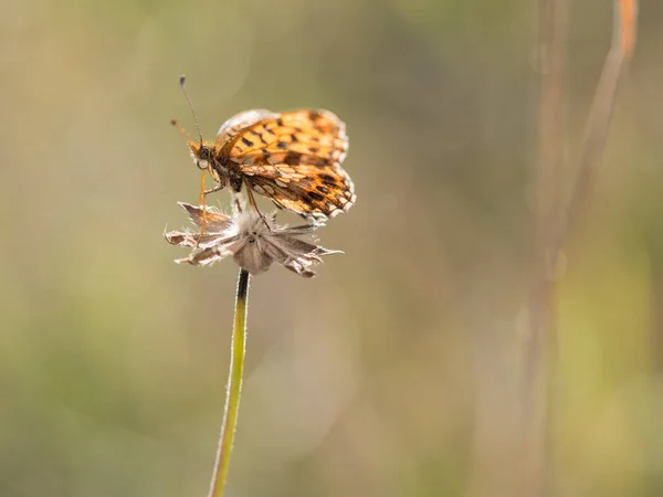 Weaver Fritillary Kelebek Boloria Dia Menekşe Fritillary Bir Bitki Yaz — Stok fotoğraf