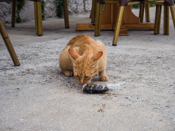 スチュライ クロアチアのフヴァル島に魚の残りを食べて貧しいホームレスのオレンジ色の猫 — ストック写真