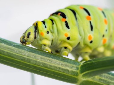 Bir yabani rezene bitki besleme swallowtail kelebek (Papilio machaon) caterpillar