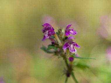 Çiçeği Lamium maculatum çiçek (benekli ölü-ısırgan veya benekli henbit veya mor ejderha) güneşli yaz gününde
