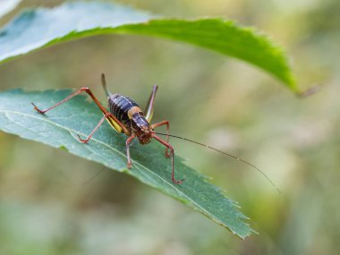 Bir yaprak üzerinde oturan Barbitistes constrictus çekirge