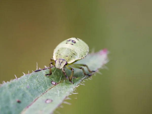 The green shield bug nymph - Palomena prasina - a European shield bug