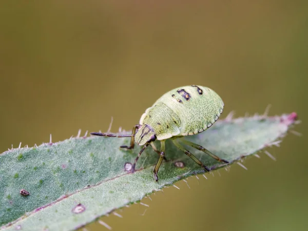 The green shield bug nymph - Palomena prasina - a European shield bug