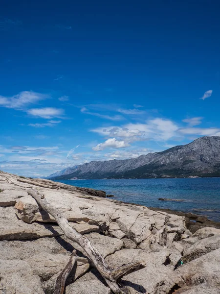 Stone shore and tree branch, Hvar island, Croatia — Stock Photo, Image