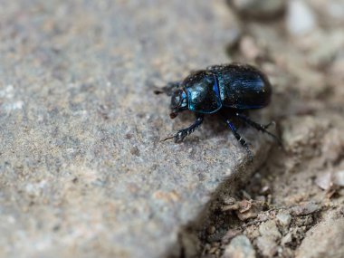 Dor böceği (Anoplotrupes stercorosus) ormanlık bir taş üzerinde yürüme