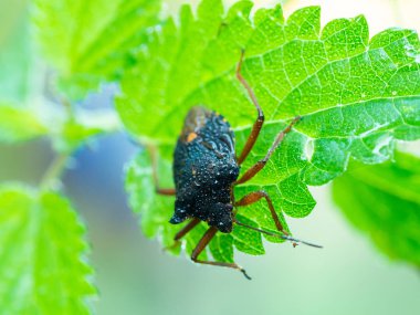 Orman böceği, yeşil yapraküzerinde kırmızı bacaklı kalkan böceği (Pentatoma rufipes)