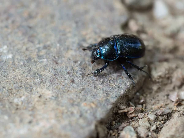 Dor beetle(Anoplotrupes stercorosus) walking on a stone in the woodland