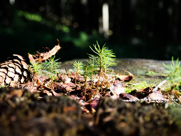 Conifer seedlings growing in the woodland — Stock Photo, Image